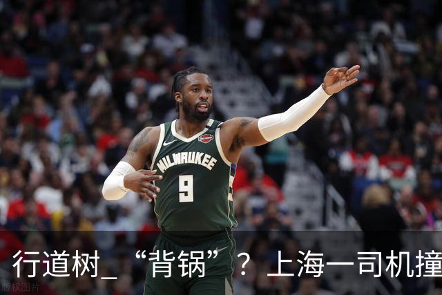 行道树 “背锅”？上海一司机撞树后主张树木全责，结果来了